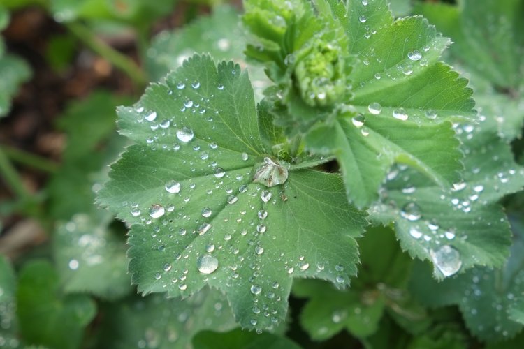 leaf-with-rain-drops-2786797_XL.jpg