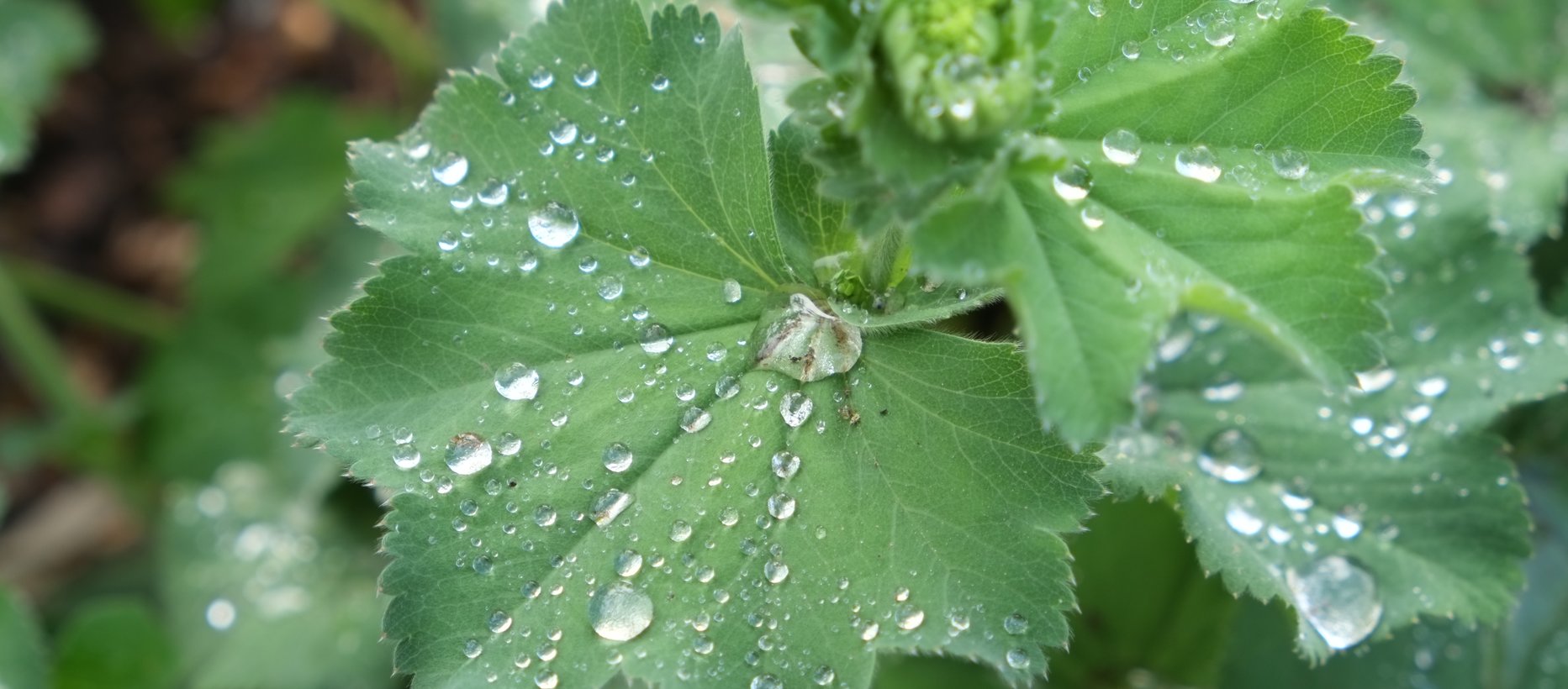 leaf-with-rain-drops-2786797_XL.jpg